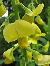 金平豬屎豆 金平豬屎豆