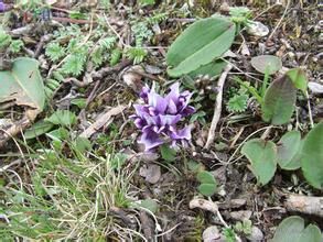 地皮棘豆 地皮棘豆