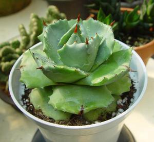 雷神[天門冬科龍舌蘭屬植物]