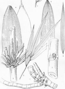 騰衝玉山竹 騰衝玉山竹