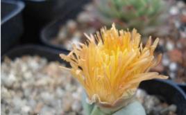 金鈴[白菜種名]