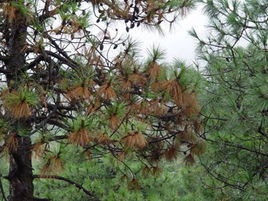 松根朽病 松根朽病