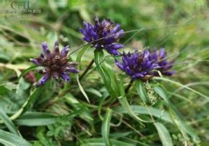 粗莖烏頭 粗莖烏頭