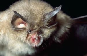 菊頭蝠科 菊頭蝠科