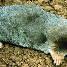 史氏長尾鼩 史氏長尾鼩