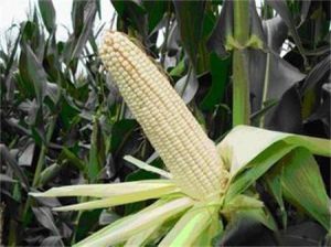 柳糯4號 柳糯4號