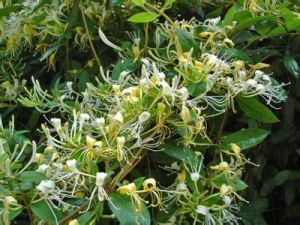 雲南冠唇花(原變種) 雲南冠唇花(原變種)