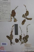 準喀爾黃芩 準喀爾黃芩