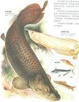 骨舌魚