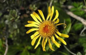 川西小黃菊(原變種) 川西小黃菊(原變種)