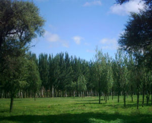 成吉思汗草原生態園