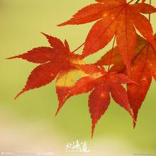 楓葉