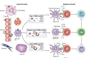 間接發育 間接發育