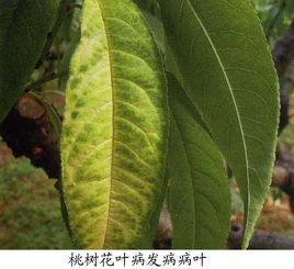 桃樹花葉病 桃樹花葉病