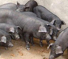 確山黑豬 確山黑豬