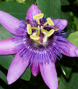 西番蓮花 西番蓮花