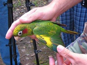 黃翅鸚哥巴拿馬亞種 黃翅鸚哥巴拿馬亞種