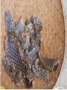 穿山甲片 穿山甲片