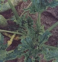 西葫蘆銀粉病 西葫蘆銀粉病