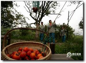 西溪火柿節 西溪火柿節