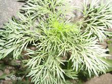 茵陳[菊科植物]