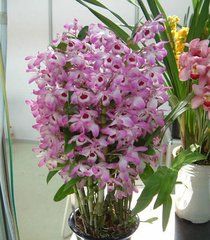 周迅石斛蘭 周迅石斛蘭