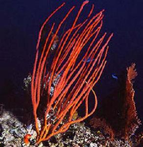 紅鞭珊瑚