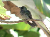 白腹棕尾蜂鳥 白腹棕尾蜂鳥