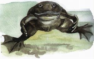 非洲爪蟾 非洲爪蟾