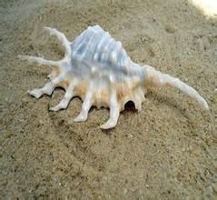 平頂蜑螺 平頂蜑螺