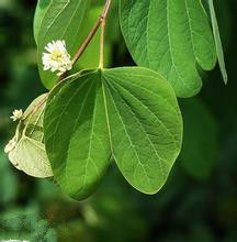小馬鞍葉羊蹄甲 小馬鞍葉羊蹄甲