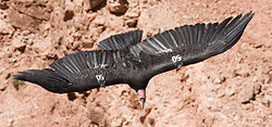 （圖）飛行中的加州神鷲，拍攝於美國大理石峽谷納瓦霍橋