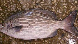 南方魚銜 南方魚銜