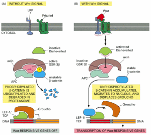 Wnt信號蛋白 Wnt信號蛋白