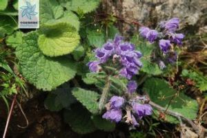 截萼毛建草 截萼毛建草