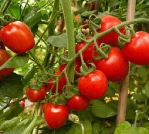 百色番茄 百色番茄