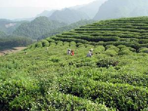 漢中貢品 漢中貢品