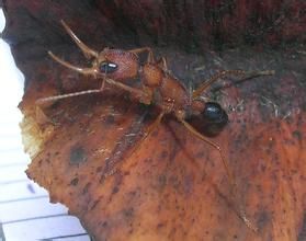 印度跳蟻 印度跳蟻