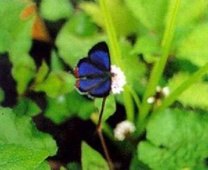翠藍黃灰蝶