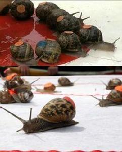 蝸牛賽跑錦標賽 蝸牛賽跑錦標賽