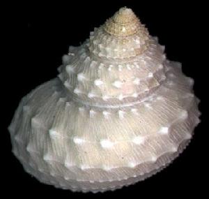 麗珠鐘螺 麗珠鐘螺