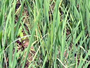 稻條紋葉枯病 稻條紋葉枯病