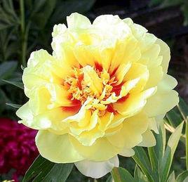 宮女[芍藥屬雜交品種]