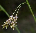 雙柏薹草 雙柏薹草