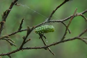 蜀柏毒蛾 蜀柏毒蛾
