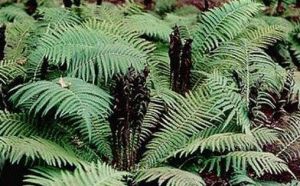 歐洲鱗毛蕨 歐洲鱗毛蕨