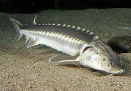 俄羅斯鱘魚 俄羅斯鱘魚