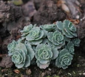 圓扇八寶 圓扇八寶