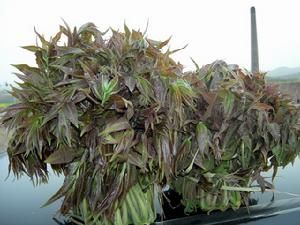 馬家寨子香椿 馬家寨子香椿