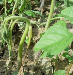 番茄疫霉 番茄疫霉